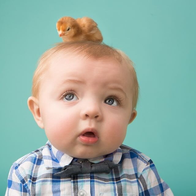 Q: What is cuter than a baby with a chick on their head?⠀⠀⠀⠀⠀⠀⠀⠀⠀
A: Nothing⠀⠀⠀⠀⠀⠀⠀⠀⠀
⠀⠀⠀⠀⠀⠀⠀⠀⠀
I still have a few spots left for next weekend's Chicks session (March 14th and 15th) check it out: https://amywurdock.pixifi.com/booking/2020MiniSessions/ ⠀⠀⠀⠀⠀⠀⠀⠀⠀
⠀⠀⠀⠀⠀⠀⠀⠀⠀
#chicks #easter #minisession #childportrait #portraitphotography #childrenportraiture #Minneapolisphotographer #StPaulphotographer #twincitiesphotographer #amywurdockphotography
